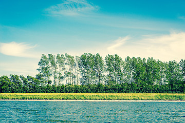 Image showing Trees on a row by the ocean