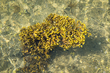 Image showing Seaweed in crystal clear water