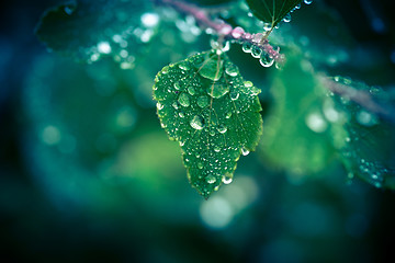 Image showing Leaf hanging on a twig with raindrops