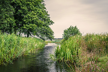 Image showing Small lake stream with rushes