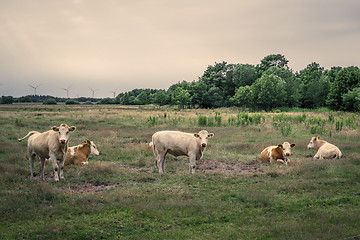 Image showing Cattle on a field in cloudy weather