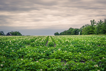 Image showing Potato field in cloudy weather