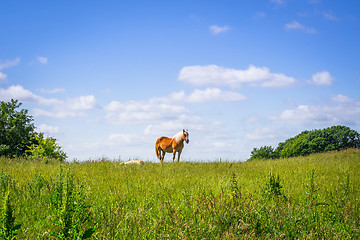 Image showing Horse standing on an idyllic meadow