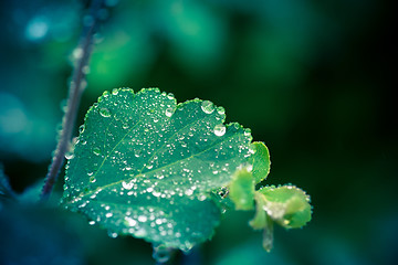 Image showing Wet leaf with several raindrops