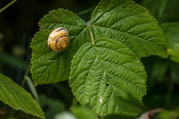 Image showing Snail with house on a green leaf