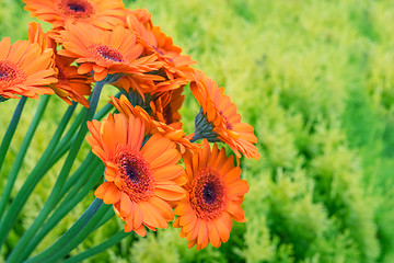 Image showing Gerbera flowers on green background