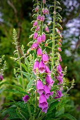 Image showing Pink Campanula flower in the summer