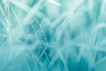 Image showing Butterfly on a toned background