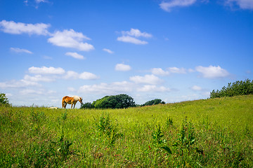 Image showing Horse standing on a green field