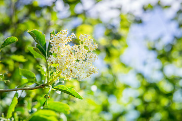 Image showing Elderberry flower in a garden