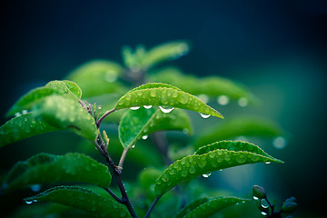 Image showing Green plant with drops of rain