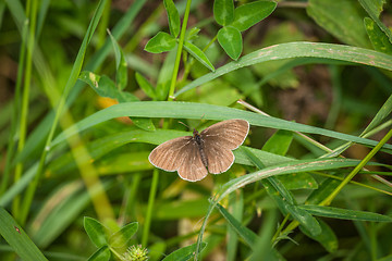 Image showing Aphantopus hyperanthus butterfly in a garden