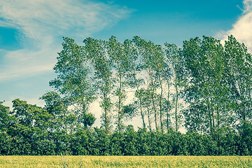 Image showing Tall trees on a field with blue sky