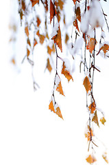 Image showing Snowy branches