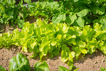 Image showing Green salad in a garden