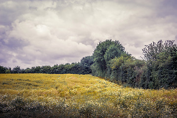 Image showing Field with chamomile flowers in cloudy weather