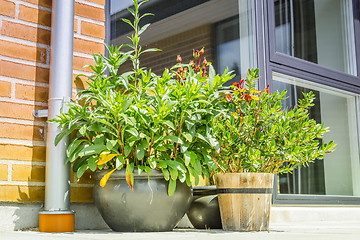 Image showing Flower pots on a terrace