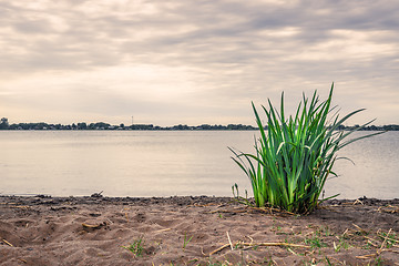 Image showing Green rushes on a sandy beach