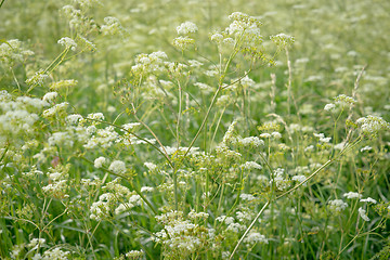 Image showing Cow parslet on a field