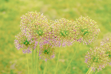 Image showing Allium Giganteum flowers