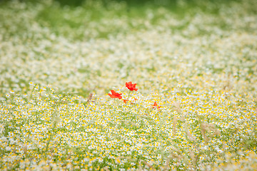 Image showing Poppy flowers on a chamomile meadow