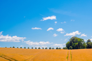 Image showing Trees on a row in a countryside landscape