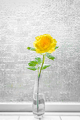 Image showing Yellow rose in a window