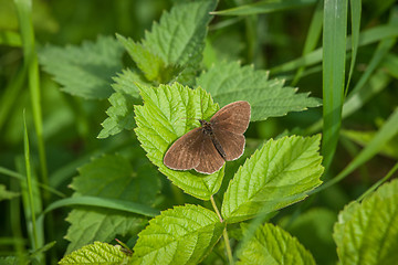 Image showing Aphantopus hyperanthus butterfly on a green plant
