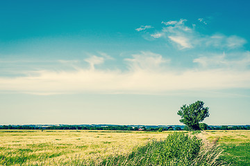 Image showing Single green tree on a field