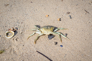 Image showing Crab on a sand beach