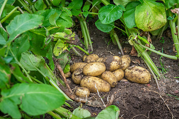Image showing Fresh potatoes in the soil
