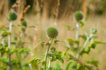 Image showing Thistle flowers on a meadow