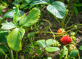 Image showing Strawberry plants with a berry