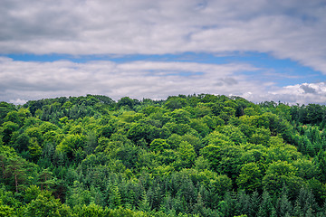 Image showing Green trees in cloudy weather