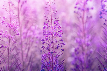 Image showing Chamerion flowers in violet tone