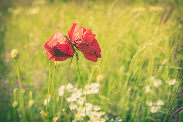 Image showing Poppy flowers on a meadow