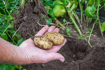 Image showing Potatoes from a garden