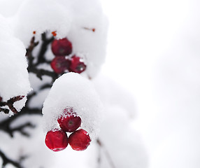 Image showing Winter berries