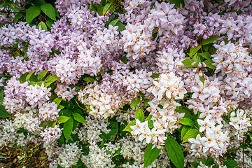 Image showing White flowers on a bush