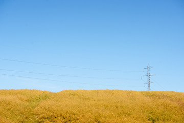 Image showing Pylons on a yellow field