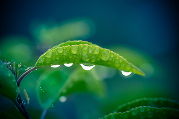 Image showing Green leaf with four raindrops