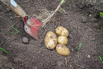 Image showing Potatoes and a shovel in the soil