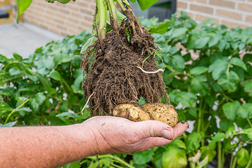 Image showing Hand holding homegrown potatoes