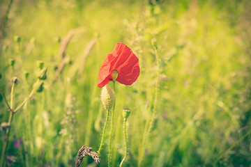 Image showing Poppy flower on a field