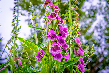 Image showing Campanula flower in the garden