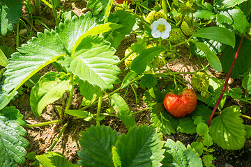 Image showing Stawberry in a garden