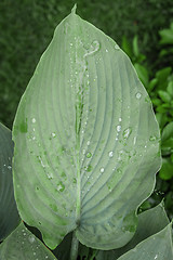 Image showing Green leaf with raindrops in a garden