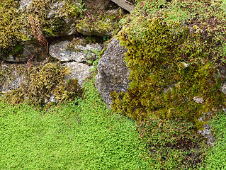 Image showing Stone wall and moss.