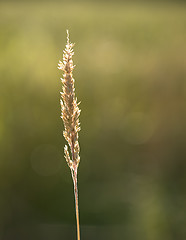 Image showing Summer Grass