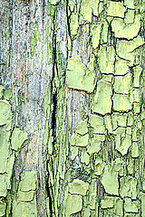 Image showing green tree bark texture background